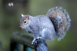 Squirrel