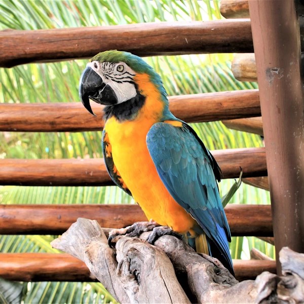 Wildlife From Abroad